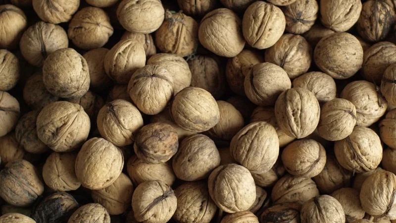 Orzechy Włoskie 2,5kg Łuskane świeże wysoka jakość