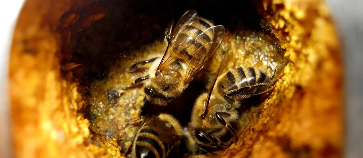 Pierzga w Miodzie (400g) Sądecki Bartnik