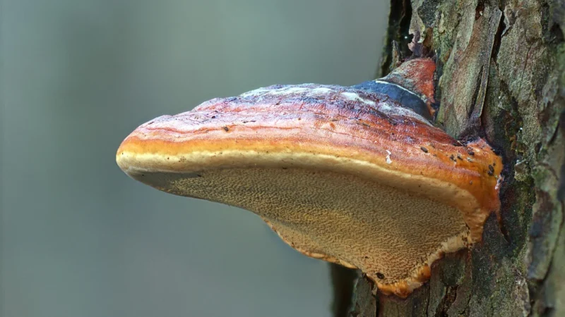 Pilze Wohlrab Reishi Lakownica Lśniąca Bio 100 Kapsułek