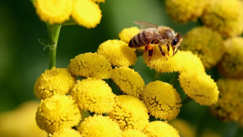Polska Pasieka Miód Wielokwiatowy Majowy 380g