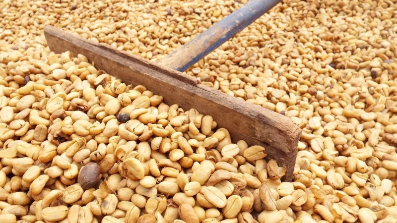 Progressive Kawa Ziarnista Pomarańcze W Czekoladzie 1Kg