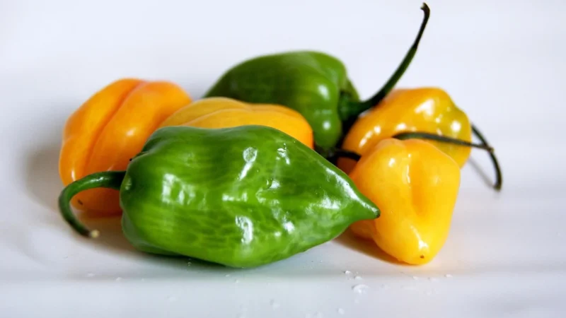 Rafex Bhut Jolokia czekoladowa 1kg