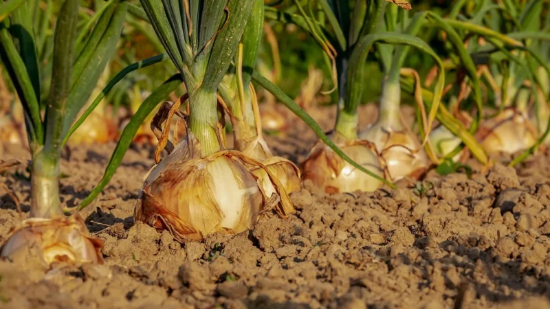 Rafex Cebula wędzona suszona grys 1kg