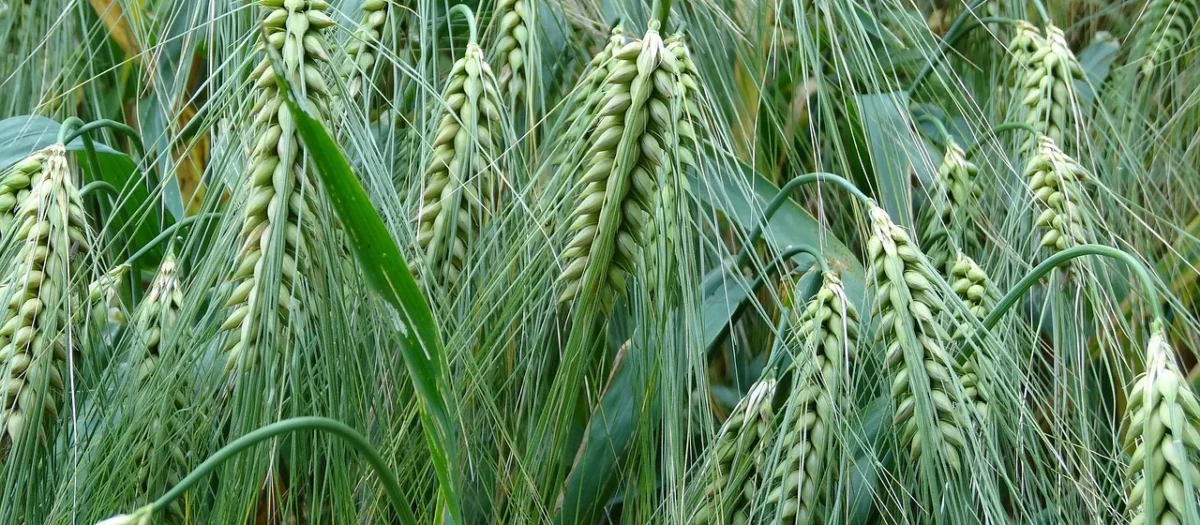 Rafex Młody jęczmień proszek 25kg