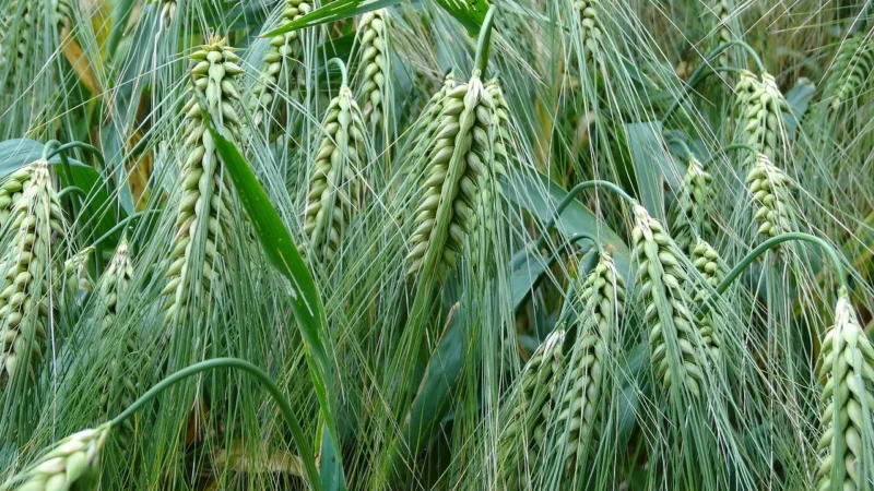 Rafex Młody jęczmień proszek 25kg