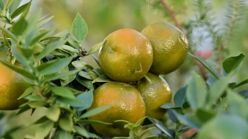 Sante Krem Do Twarzy Nawilżająco Matujący Grejpfrut Eco 50Ml