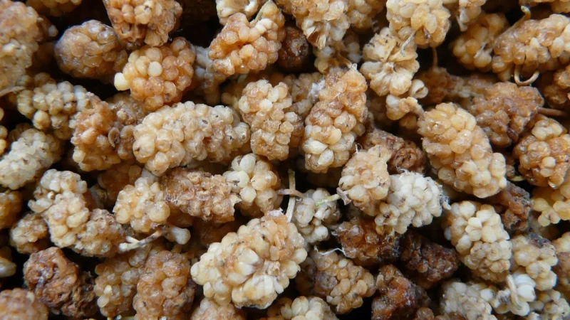 Sonrisa Morwa Biała Suszona 250g