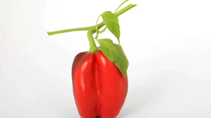 Sto Smaków Pieprz Biały Mielony 50g