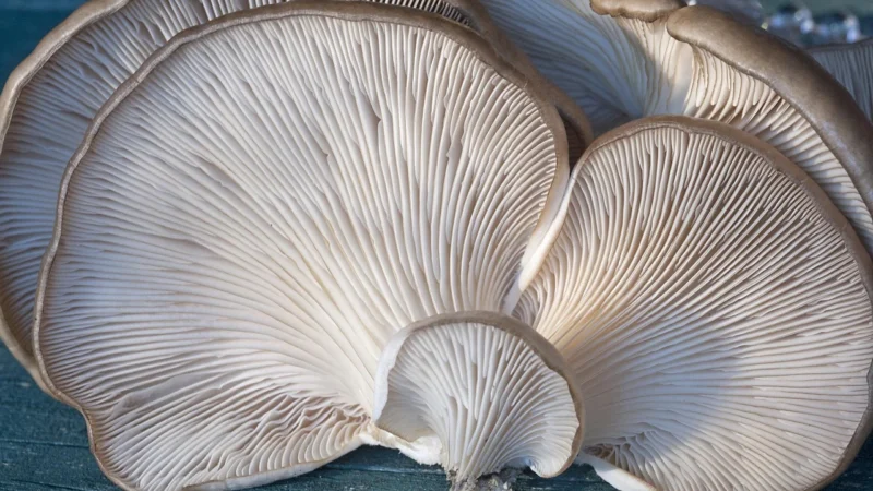 Świeże Grzyby Boczniaki Świeże Bio Polska Około 2,0Kg