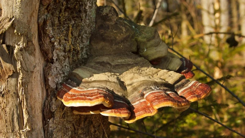 Świeże Pieczarki Brązowe Bio Polska Około 030 Kg
