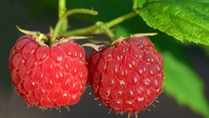 Targroch – Malina Liofilizowana Cały Owoc 50G