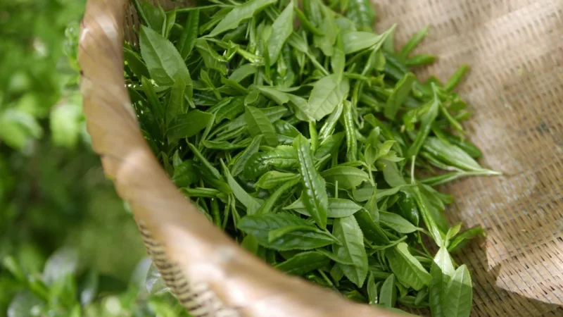 TianDe Herbatka ziołowa z dzięgielem chińskim i wiązówką dla kobiet 30 sasz
