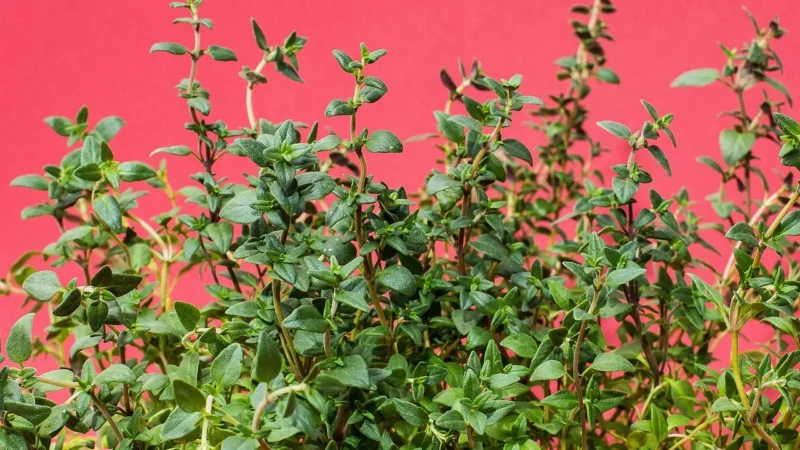 Tymianek Pospolity 50g Natura Wita