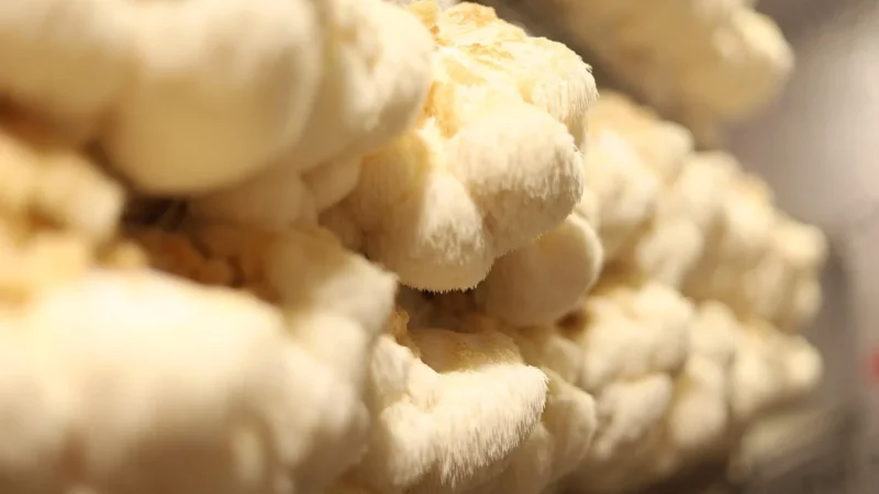 Vivio Ekstrakt Z Grzybów Lion’S Mane (Soplówka Jeżowata) 10:1 50G