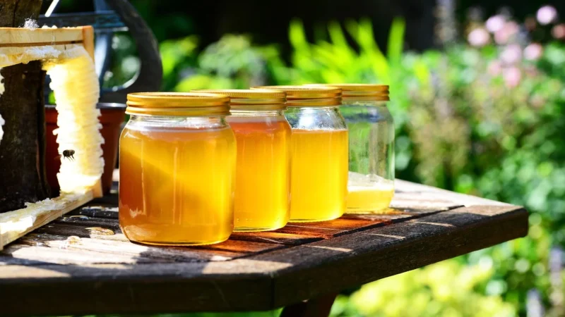 Wilderness Valley Ltd – Miód Manuka UMF 15+ MGO 514+ 500g