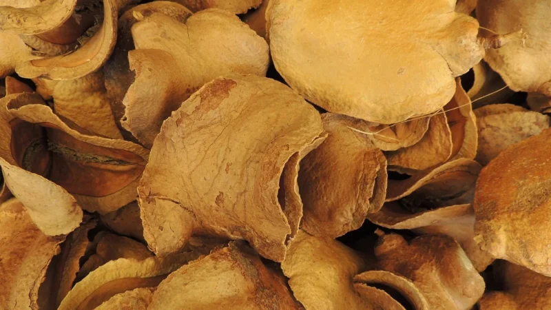 Wilkakora – kora cięta – 500g
