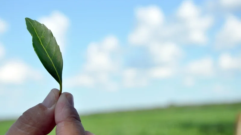 Yerba mate herbata z miętą i owocami susz 150g