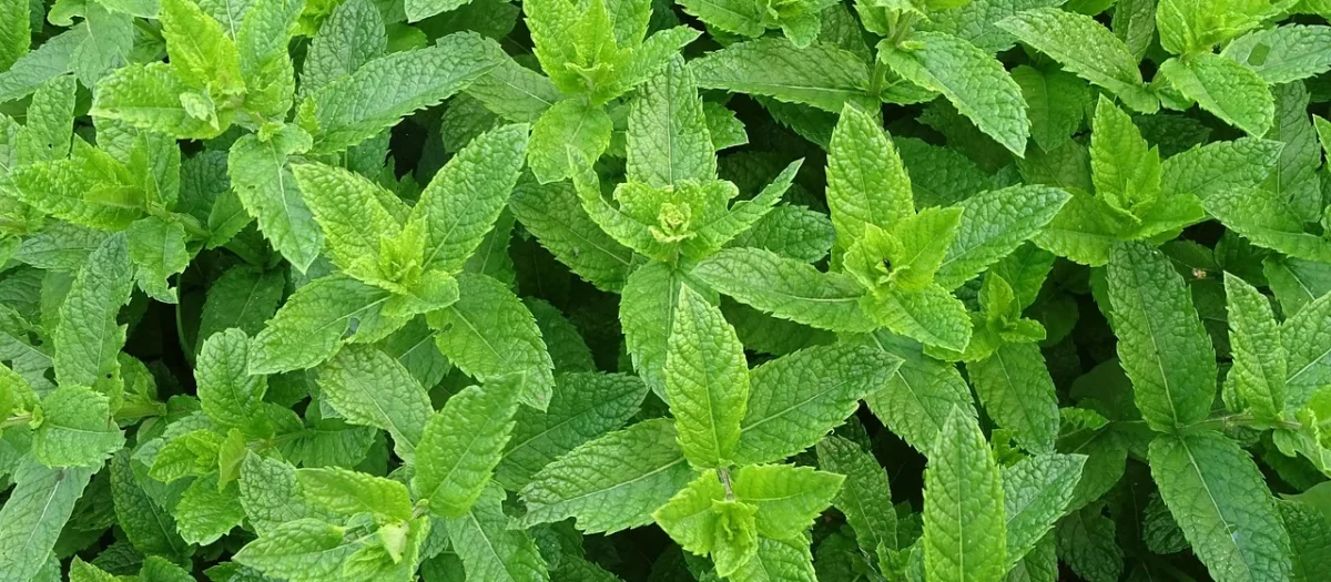 Yerba mate z miętą i suszonymi owocami 100g