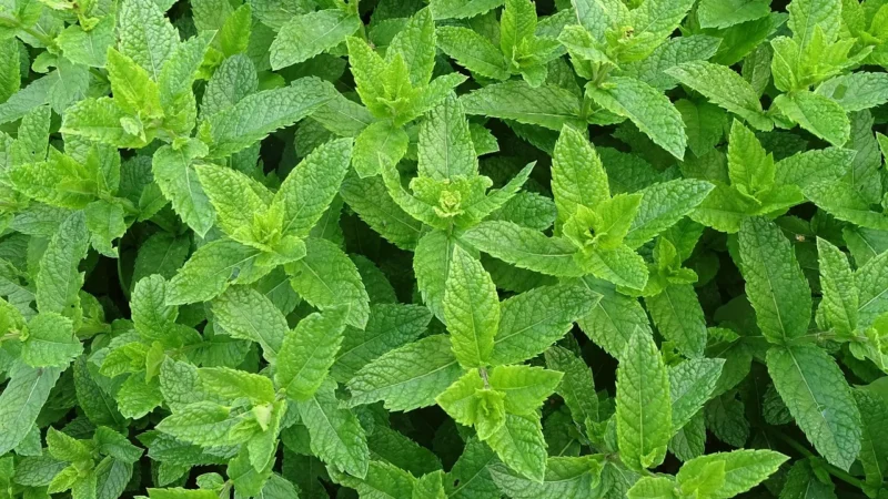 Yerba mate z miętą i suszonymi owocami 100g