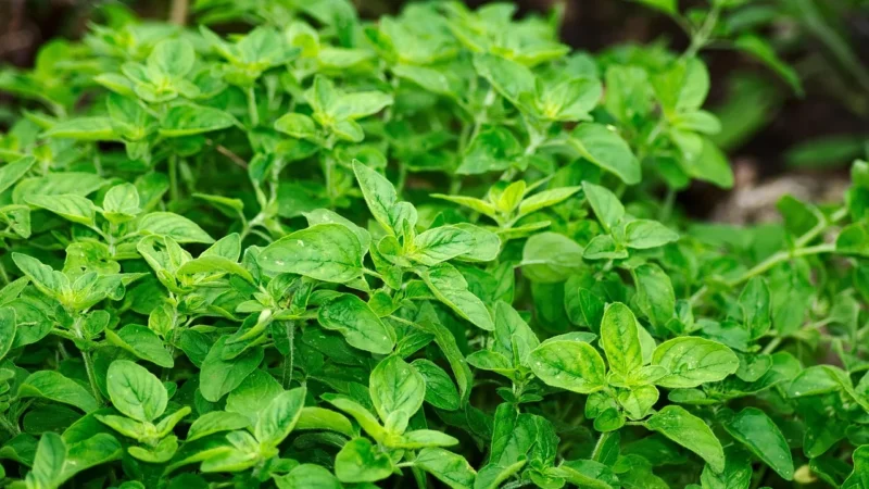 Zielarnia Suwalska Zioła Wrzodziejące zapalenie jelita grubego 450g