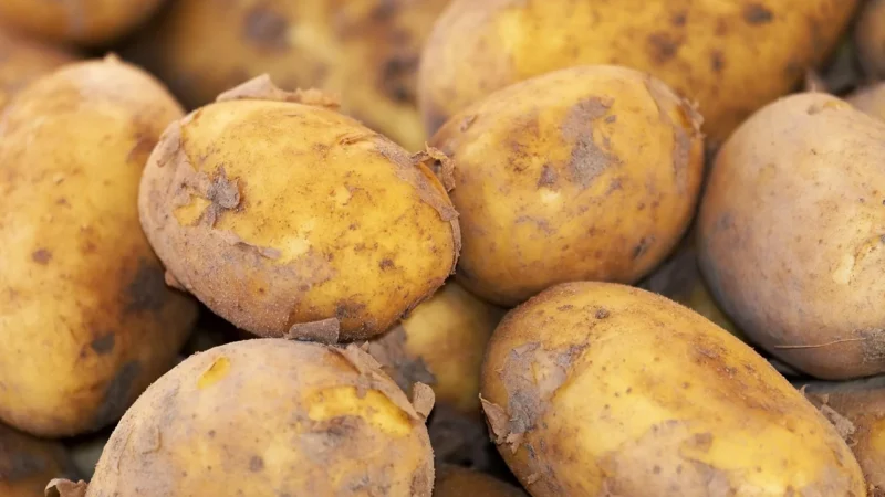 Ziemniaki Młode Świeże Bio (około 2,00 kg)