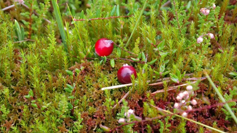 Żurawina Niesłodzona