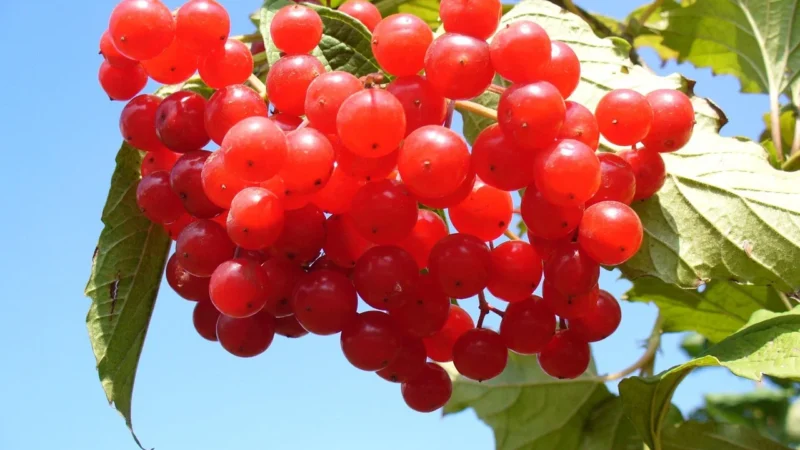 ŻURAWINA SŁODZONA SOKIEM JABŁKOWYM BIO 100 g – BIO PLANET